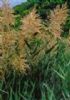  Phragmites Australis Extract